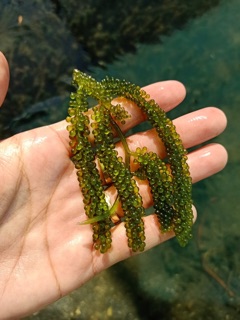 Rong Nho Khánh Hoà