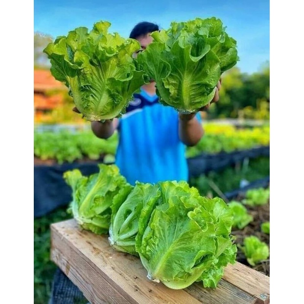 Hạt giống rau xà lách chịu nhiệt bốn mùa  .