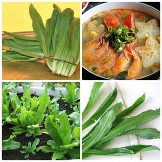 2 gram Hạt Giống Rau Mùi Tàu Rau Răng Cưa [CHẤT LƯỢNG]