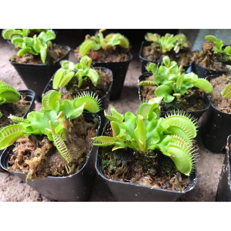 |FREESHIP| CÂY BẪY KẸP ĐỘC NHẤT VÔ NHỊ VENUS FLYTRAP | Lỗi 1 đổi 1