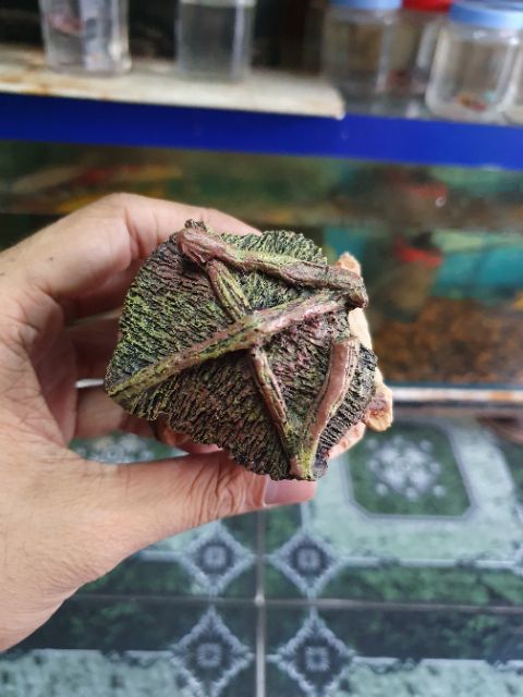 CẢNH NHÀ TRANG TRÍ HỒ CÁ NON BỘ CAO 8CM