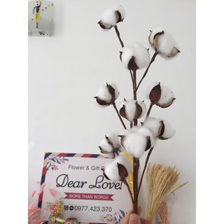 1 CÀNH BÔNG GÒN 9 BÔNG ĐẸP