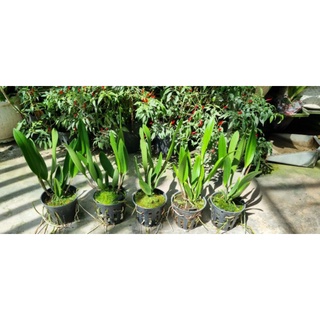 Brass báo đốm đổi màu