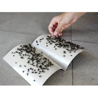 10 miếng keo dính ruồi,siêu rẻ siêu dính, không độc hại