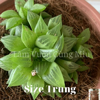 Sen Đá Ngọc Guốc 💃💃💃 - Size Bầu - Trung