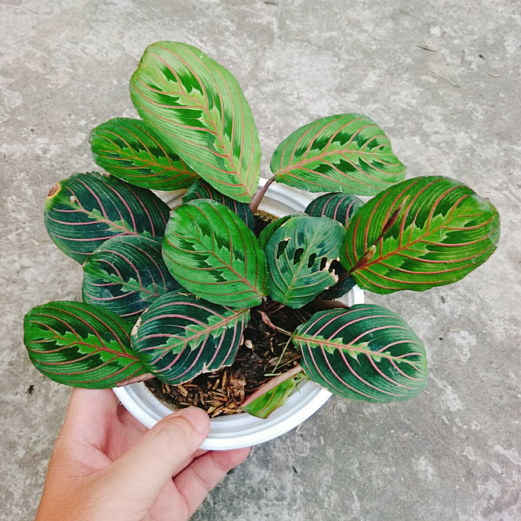 Cây Đuôi Công Xương Cá - cây cảnh để bàn