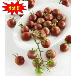 Gói 30 hạt giống cà chua socola