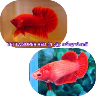 Betta red lai size hơi nhỏ 1 cặp trống mái.tặng thức ăn