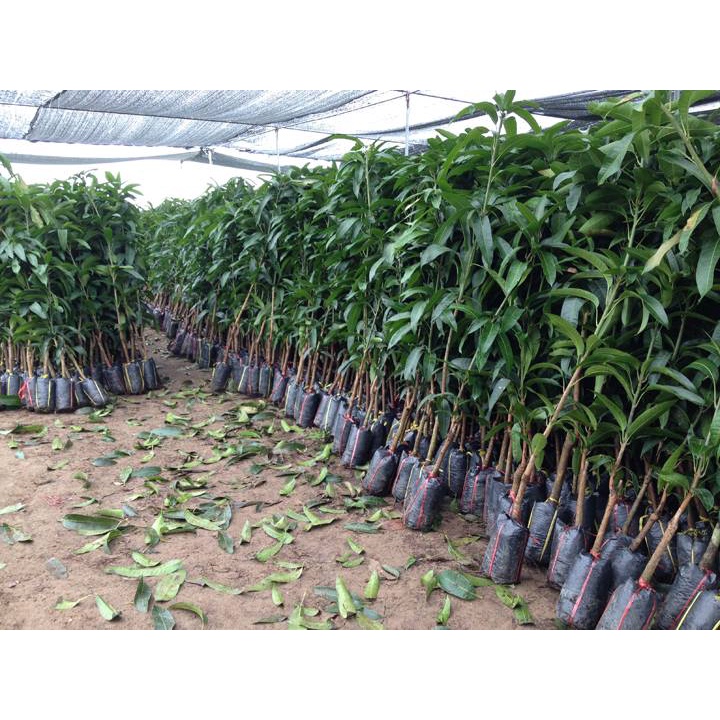 Cây giống xoài ớt tí hon