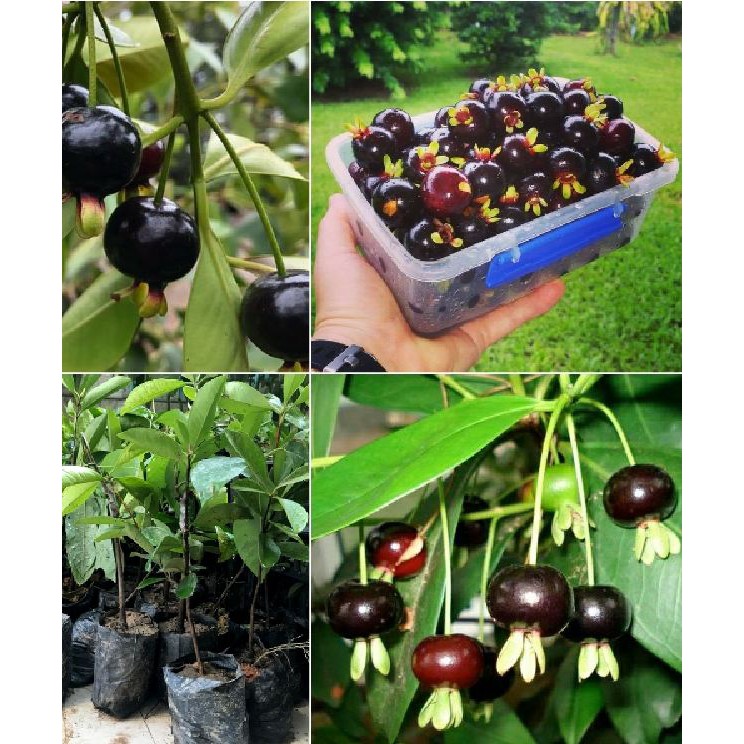 Hạt giống cây ăn trái cherry nhiệt đới 10 hạt_ (tặng kèm 3 viên nén kích thích ươm hạt giống)