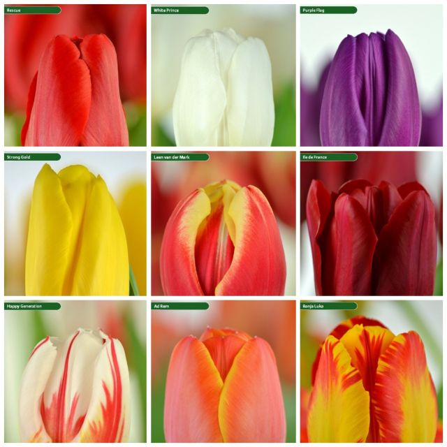 Củ hoa tulip màu vàng viền đỏ nhập khẩu hà lan