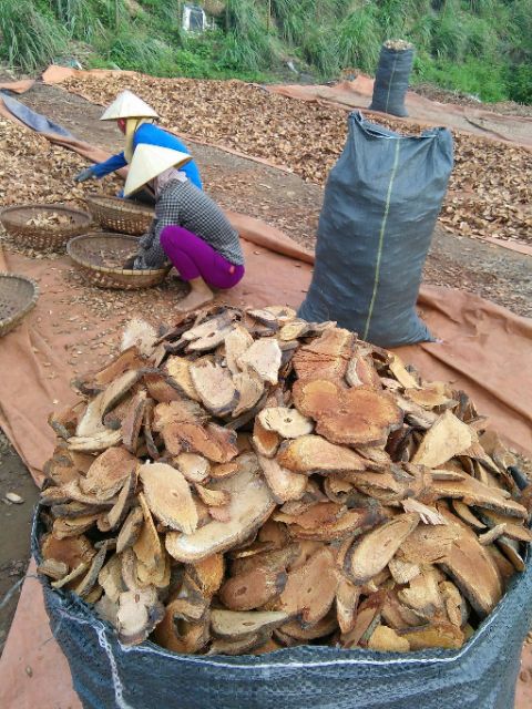 [Mã 267FMCGSALE giảm 8% đơn 500K] Cỏ máu GIA TRUYỀN (chia ấm sẵn) tăng cân, bổ máu | BigBuy360 - bigbuy360.vn