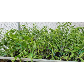 Hoa lan Hawai Trắng Tím lẫn