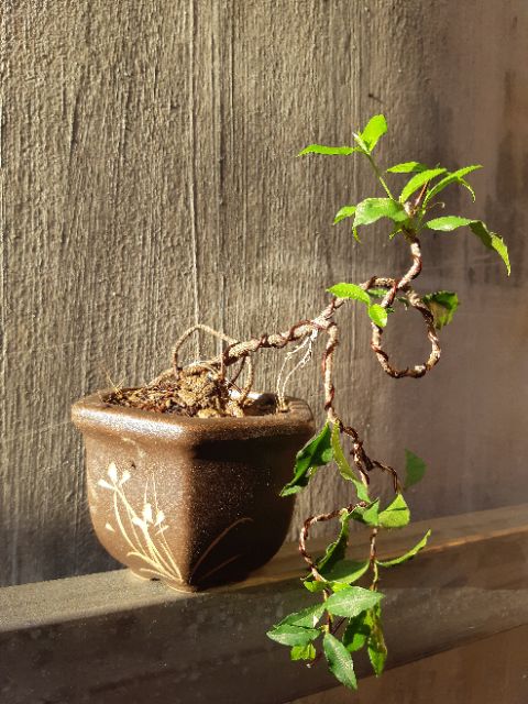 Hồng ngọc mai bonsai siêu mini