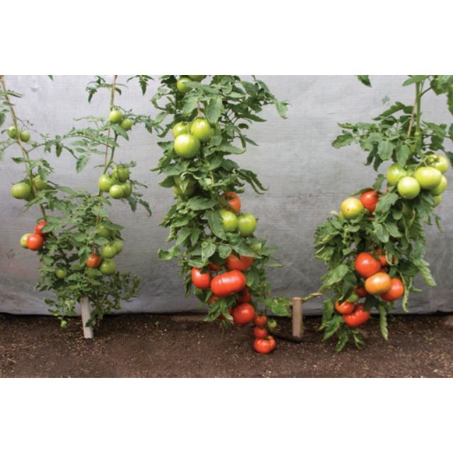 Gói 30 Hạt giống cà chua khổng lồ nhiều màu ĐẠI GIẢM GIÁ TẾT