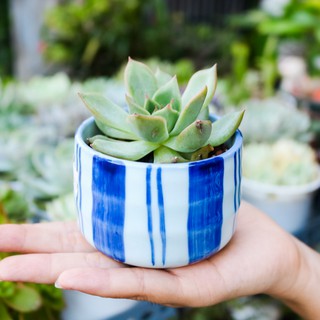 Sen đá chậu gốm Nhật