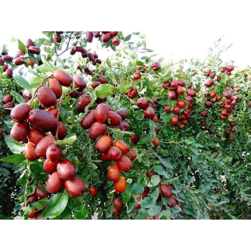 [ Free Ship ] Táo Đỏ Tân Cương [ Hàng loại 1 , Bao ngon chuẩn từng quả ]