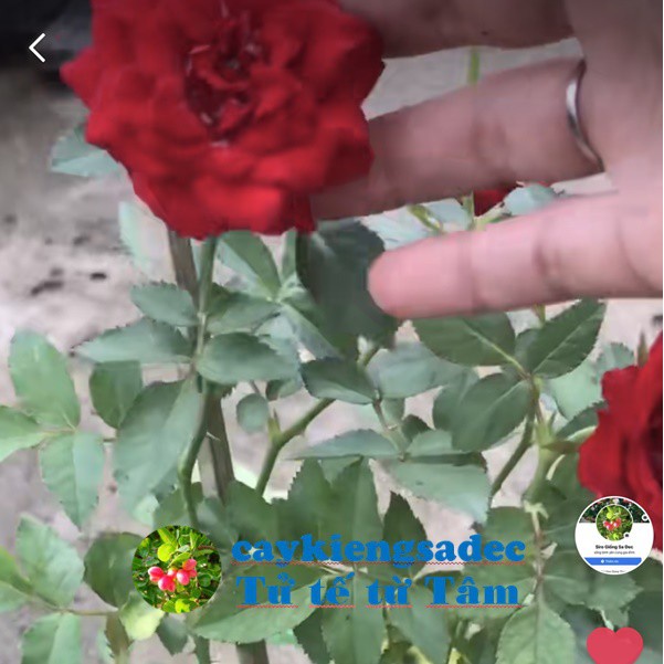 Caykiengsadec Cây hoa Hồng  siêu nụ-tặng phân bón-hoa kiểng lá-trang trí nội thất cảnh quan sân vườn ngoài trời