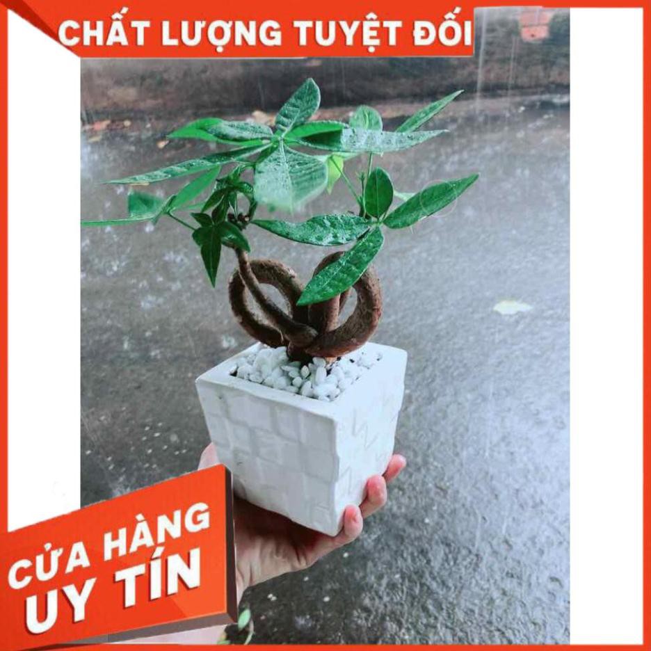 Chậu Kim Ngân Nơ Nhiều Người Mua