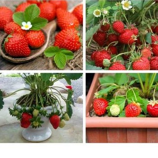 HẠT GIỐNG DÂU TÂY CHỊU NHIỆT