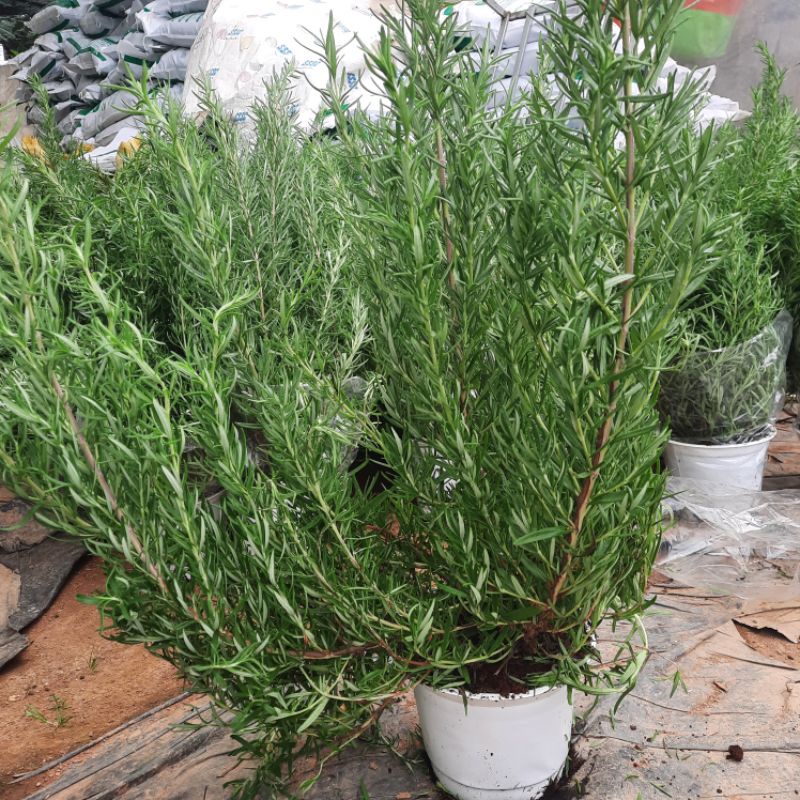 Cây hương thảo rosemary từ vườn hoa LAFAGARDEN 1 cây cao từ 35cm đến 45cm có nhiều cành nhánh khỏe