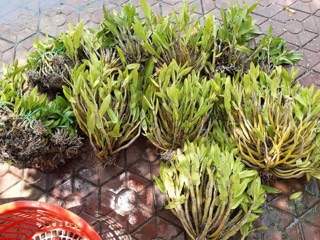 Phong lan Nhất điểm hoàng (giò)