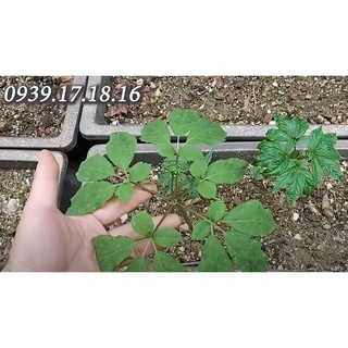 10 Hạt Giống NHân Sâm Hàn Quốc Đã Nứt Nanh