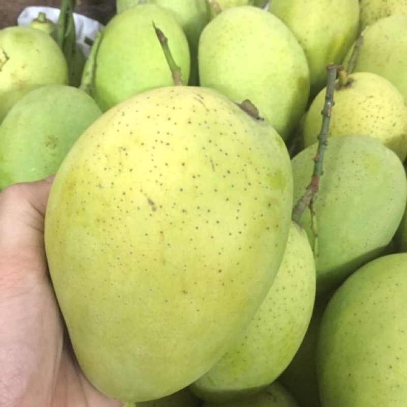 Xoài Cát Chu Cao Lãnh Đồng Tháp