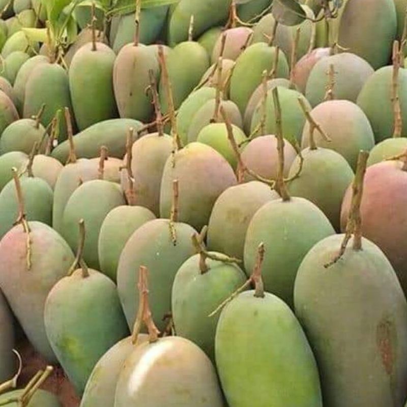 Xoài Hạt Lép Đài Loan giao Hỏa Tốc