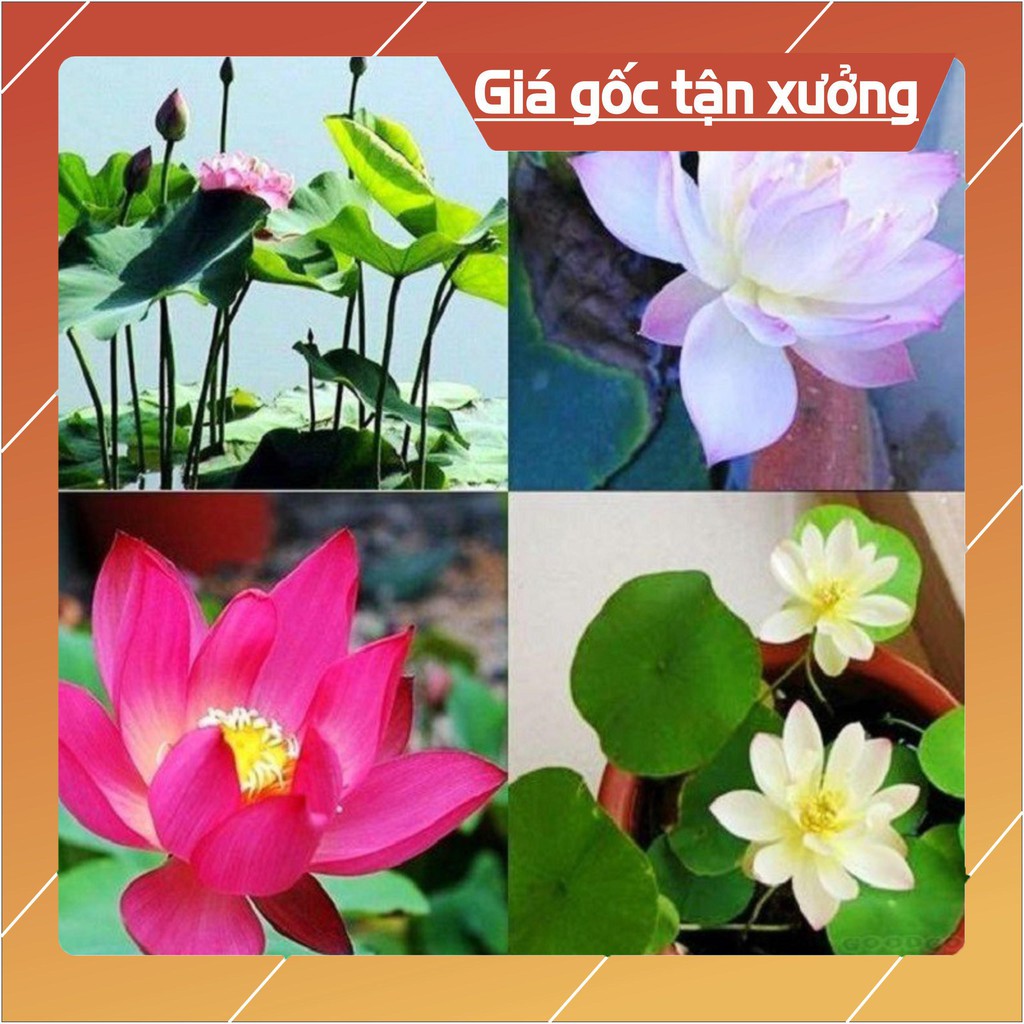 Hạt Giống Hoa Sen Mini Nhật 5 Hạt (5 Màu) Hạt giống