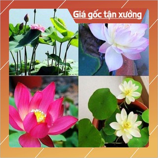 Hạt Giống Hoa Sen Mini Nhật 5 Hạt (5 Màu) Hạt giống