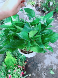 Trầu Bà Thái Xanh Size Lớn