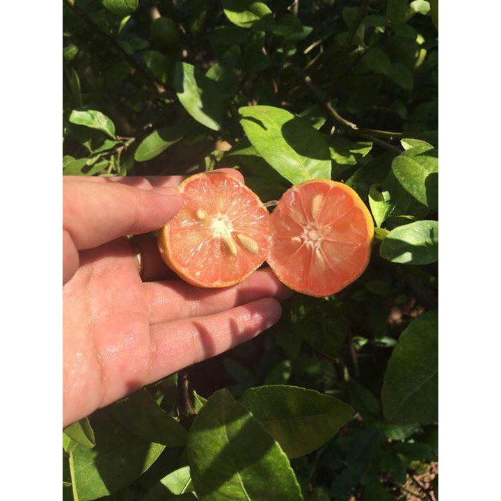 Chanh đào ngâm mật ong | BigBuy360 - bigbuy360.vn