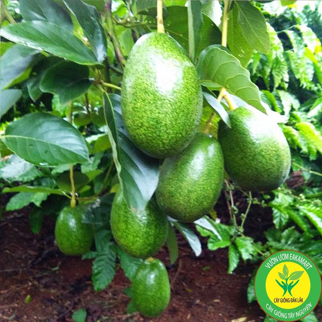 CÂY GIỐNG BƠ CUBA TRÁI TO Đầu Dòng