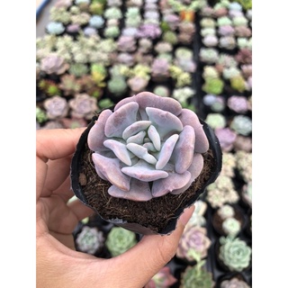 Sen đá cúc tím size bầu 5cm hư 1 đổi 1