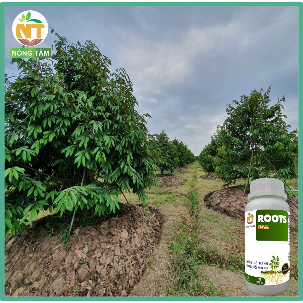 Phân bón siêu kích rễ, dưỡng rễ Roots One chuyên dùng cho cây ăn quả, chai 1000ml