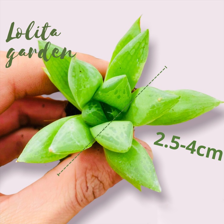 SEN ĐÁ NGỌC LÁ LỚN SIZE MINI, HÀNG ĐÀ LẠT, SIÊU XINH SIÊU KHỎE, LỖI 1 ĐỔI 1