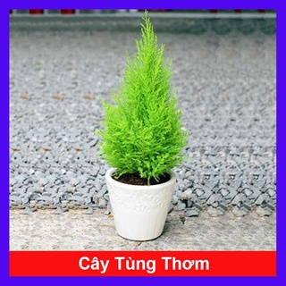 caykiengsadec - Cây tùng thơm cao 40-50cm trang trí noel - Cây cảnh để bàn