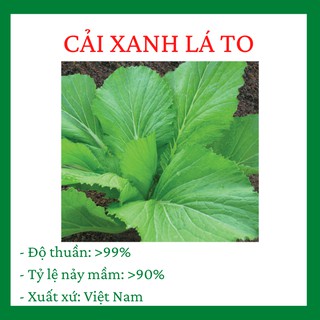 Cải Xanh Lá to trồng cực kì dễ dàng, 1gói nhiêu hạt, thu hoạch chỉ sau 20-30 ngày gieo trồng  R021