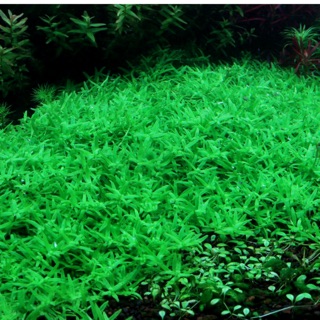 10 cây Vẩy Ốc Xanh Hà Cối