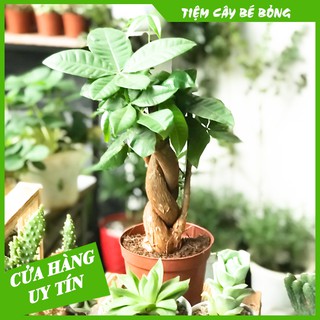 Cây Kim Ngân Xoắn để bàn(mang ý nghĩa phong thuỷ và lọc không khí)