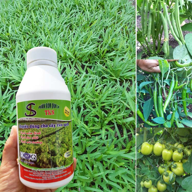 PHÂN BÓN LÁ : Mập Thân, Xanh Lá, Nở Ngọn, Nuôi Trái To, Đẹp Trái - Chai 500ml