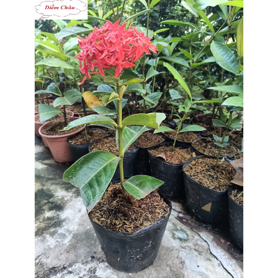 trang mỹ lá to[cao 30cm-40cm]