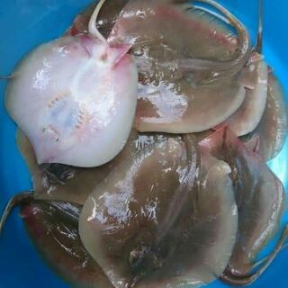 KHÔ CÁ ĐUỐI - KHÔ CÁ ĐUỐI NẺ