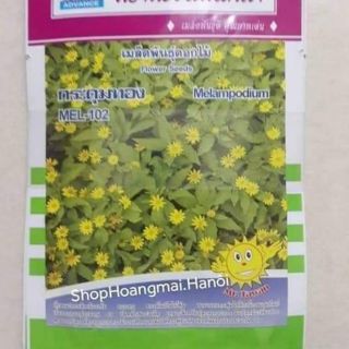 HẠT GIỐNG CÚC MẶT TRỜI  THÁI LAN