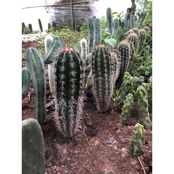 Xương rồng trụ chuỳ (Pachycereus pringlei) 20-30 cm