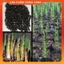 Hạt giống Măng tây xanh gói 100gram( khoảng 4500 hạt)