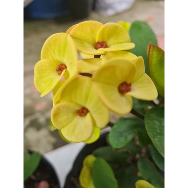 Xương Rồng Bát Tiên
