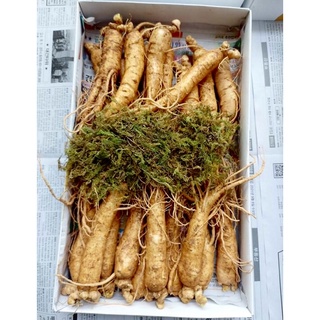 Sâm tươi hàn quốc 6 năm tuổi ( 20-22 củ 1kg )