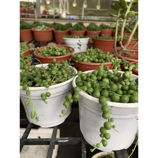 Sen đá Giọt Nước (Mắt Nai)